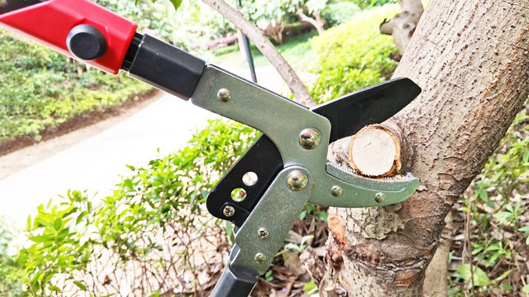 3 Best Loppers for Thick Branches in 2025
