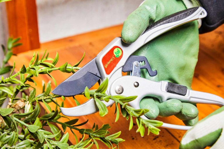 5 Best Pruning Shears for Gardeners in 2025
